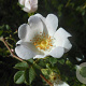 Rosa balsamica 60-100 cm wortelgoed 1/1 2-3 tak