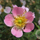 Rosa micrantha 60-100 cm wortelgoed 1/1 2-3 tak