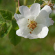 Rosa tomentosa 50-80 cm wortelgoed 1/1
