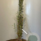 Salix alba 250-300 cm wortelgoed