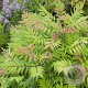 Sorbaria sorbifolia 40-60 cm wortelgoed 1/1 2 tak plus