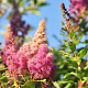 Spiraea douglasii 40-60 cm wortelgoed 0/1/0 2 tak