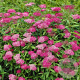 Spiraea jap. 'Anthony Waterer' 15-30 cm wortelgoed 0/1 bossig