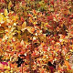 Spiraea jap. 'Firelight' 20-40 cm wortelgoed 0/2 2-3 tak