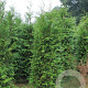 Thuja plicata 30-40 cm wortelgoed 1/1