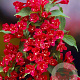 Weigela 'Red Prince' 20-40 cm wortelgoed 0/1/1 2 tak