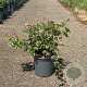 Acer palmatum 50-60 cm 6,5L