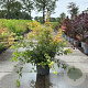 Acer palmatum 80-100 cm 10L