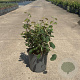 Amelanchier spicata 50-60 cm 6,5L
