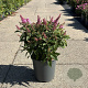 Buddleja d. B. Candy Little Pink 30-40 cm 6,5L