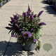 Buddleja d. B. Candy Little Purple 30-40 cm 6,5L