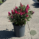 Buddleja d. B. Candy Little Ruby 30-40 cm 6,5L