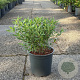 Caryopteris cland. 'Heavenly Blue' 30-40 cm 6,5L