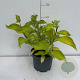 Cornus alba 'Aurea' 40-50 cm 3,5L