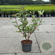 Cornus alba 'Kesselringii' 40-50 cm 3,5L