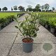 Cornus alba Nightfall 50-60 cm 6,5L