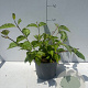 Cornus alba 'Sibirica' 40-50 cm 3,5L