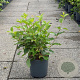 Cornus alba 'Sibirica' 50-60 cm 6,5L