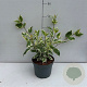 Cornus alba 'Sibirica Variegata' 40-50 cm 3,5L