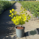 Cotinus cog. Golden Spirit 40-50 cm 6,5L