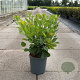 Cotinus coggygria 50-60 cm 6,5L