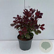 Cotinus cog. 'Royal Purple' 40-50 cm 3,5L