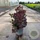 Cotinus cog. 'Royal Purple' 50-60 cm 6,5L