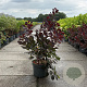 Cotinus cog. 'Royal Purple' 80-100 cm 10L