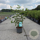 Cornus mas 40-50 cm 3,5L