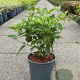 Cornus sericea 'Flaviramea' 50-60 cm 6,5L