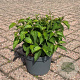 Cornus sericea 'Kelseyi' 20-30 cm 3,5L