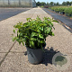Cornus sericea 'Kelseyi' 40-50 cm 6,5L