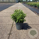 Deutzia gracilis 40-50 cm 6,5L