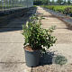Deutzia hybrida 'Mont Rose' 50-60 cm 6,5L