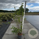 Forsythia int. 'Lynwood' 100-125 cm 10L
