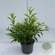 Forsythia int. 'Lynwood' 40-50 cm 3,5L