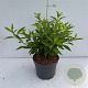 Forsythia int. 'Spectabilis' 50-60 cm 3,5L