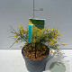 Genista lydia 20-30 cm 3,5L