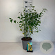 Kerria jap. 'Pleniflora' 50-60 cm 6,5L