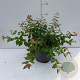 Kolkwitzia amabilis 20-30 cm 3,5L