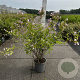 Kolkwitzia amabilis 60-80 cm 6,5L