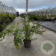 Kolkwitzia amabilis 80-100 cm 10L