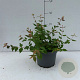 Kolkwitzia amabilis 'Pink Cloud' 20-30 cm 3,5L