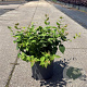 Kolkwitzia amabilis 'Pink Cloud' 40-50 cm 6,5L