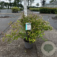 Kolkwitzia amabilis 'Pink Cloud' 60-80 cm 10L