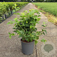 Philadelphus coronarius 50-60 cm 6,5L