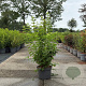 Philadelphus coronarius 80-100 cm 10L