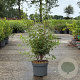 Philadelphus 'Lemoinei' 80-100 cm 10L