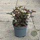 Physocarpus opulif. 'Diabolo' 30-40 cm 3,5L