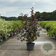 Physocarpus opulif. 'Diabolo' 80-100 cm 10L